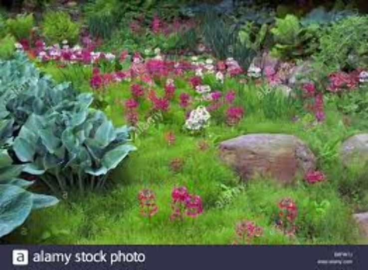 Hosta Garden Trip Packages