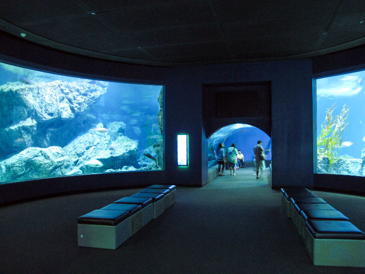 Sealife Grapevine Trip Packages