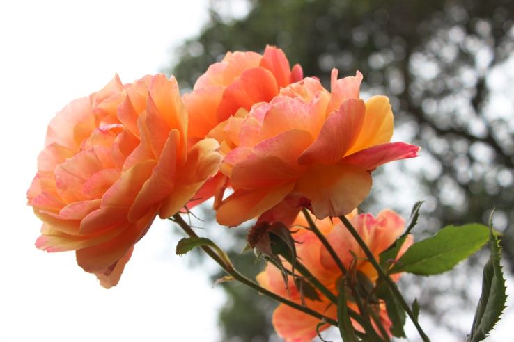 Oakland Rose Garden Trip Packages