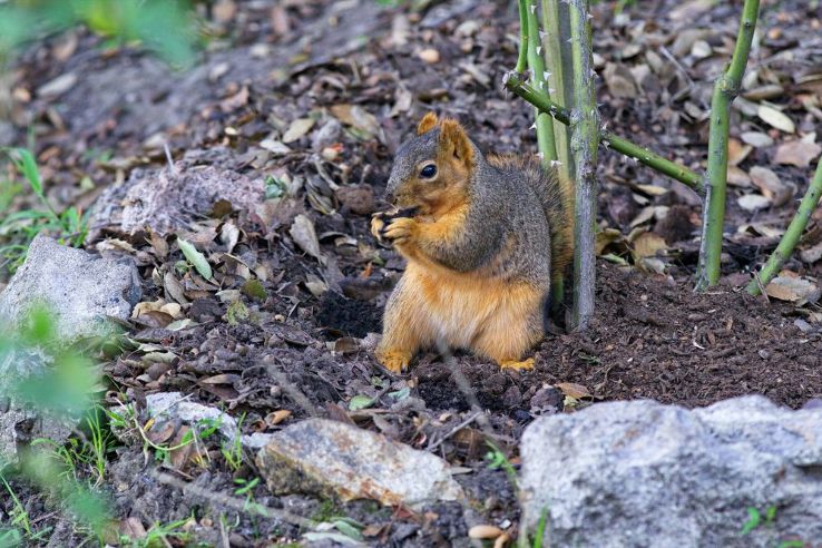 Oakland Rose Garden Trip Packages