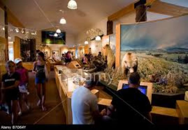 Grizzly & Wolf Discovery Center Trip Packages