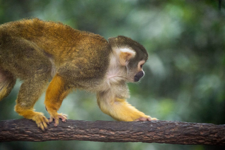 Oakland Zoo Trip Packages