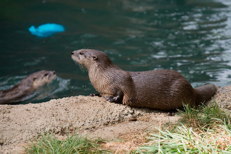 Oakland Zoo Trip Packages