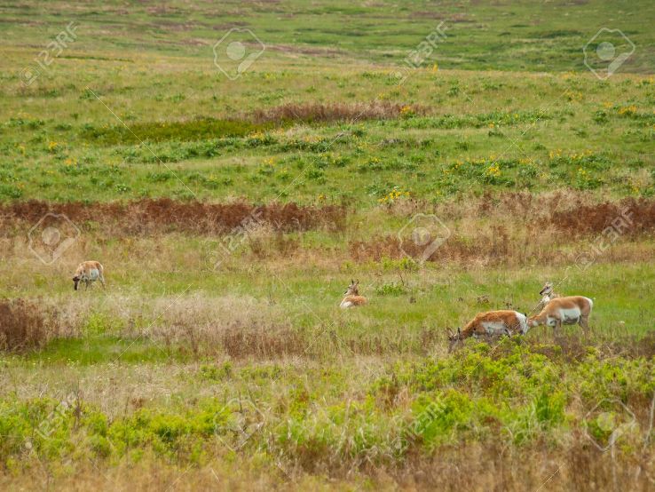 National Bison Range Trip Packages