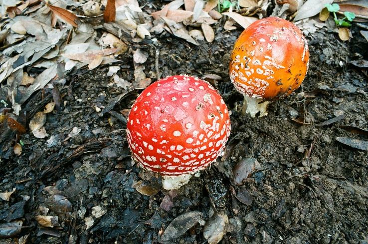  Huckleberry Botanic Regional Preserve Trip Packages