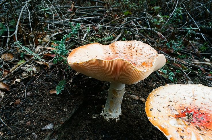  Huckleberry Botanic Regional Preserve Trip Packages