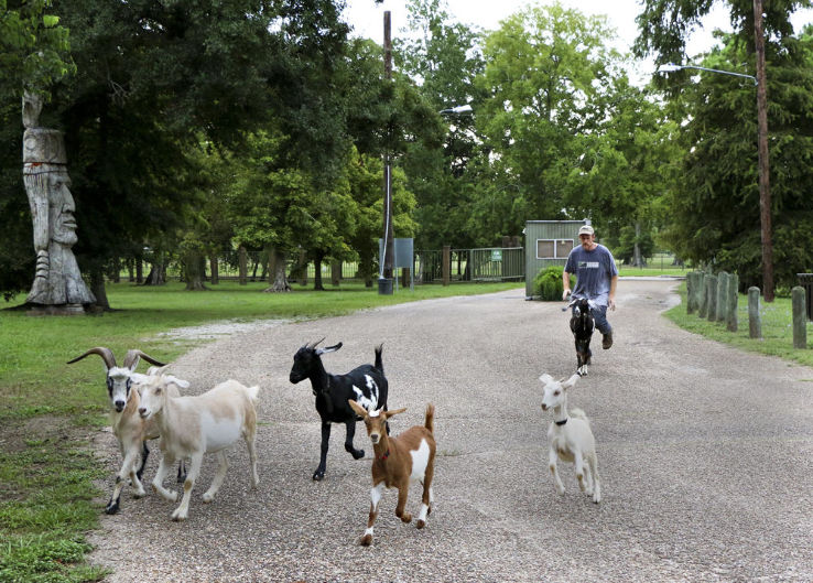 Goat Island Park Trip Packages