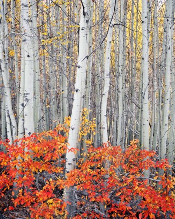 Aspen Grove Fine Arts Trip Packages