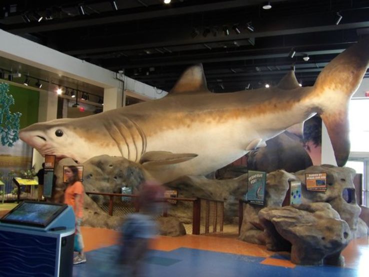 Museum of Discovery and Science Trip Packages