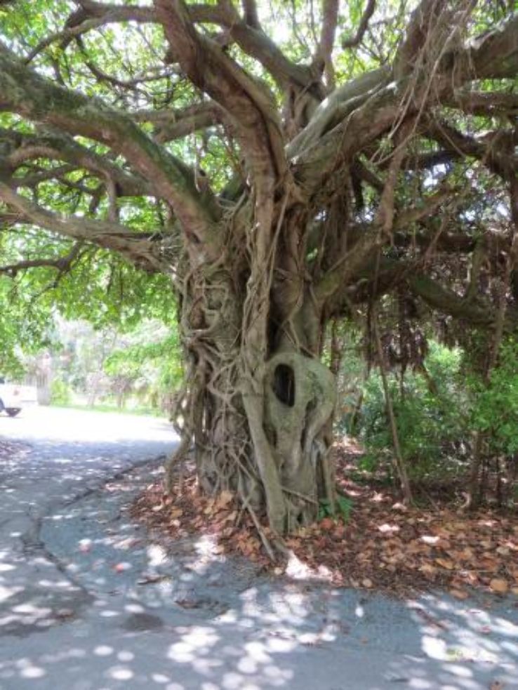 Hugh Taylor Birch State Park Trip Packages