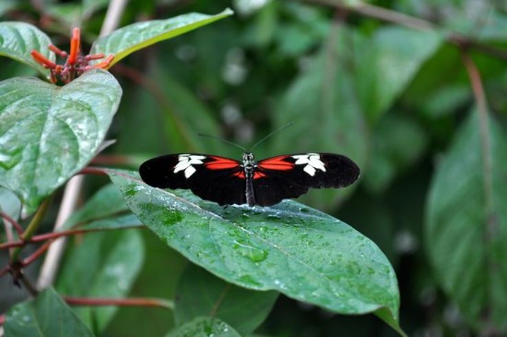 Butterfly World Trip Packages