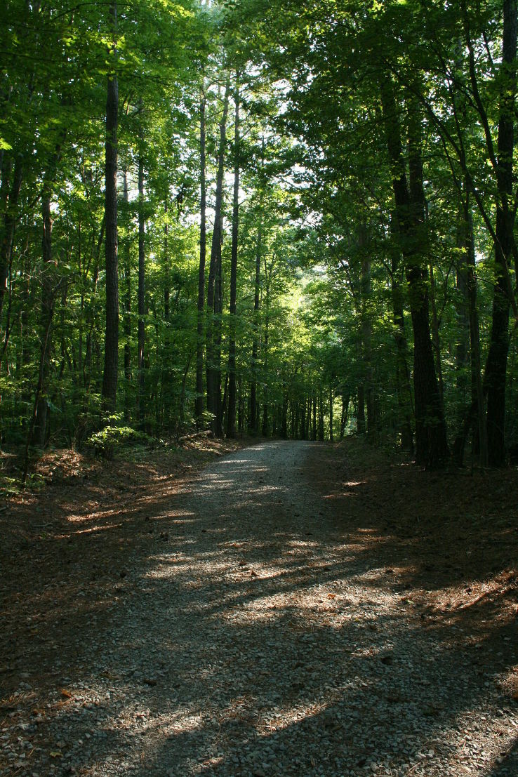 Duke Forest Trip Packages