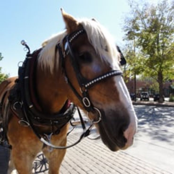 Horseback Riding Trip Packages