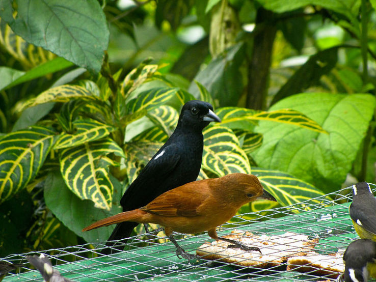 Asa Wright Nature Centre Trip Packages