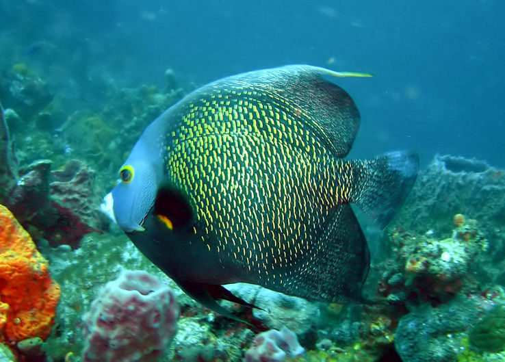 Buccoo Reef Trip Packages