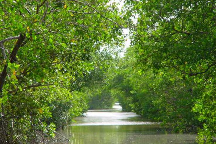 Caroni Bird Sanctuary Trip Packages