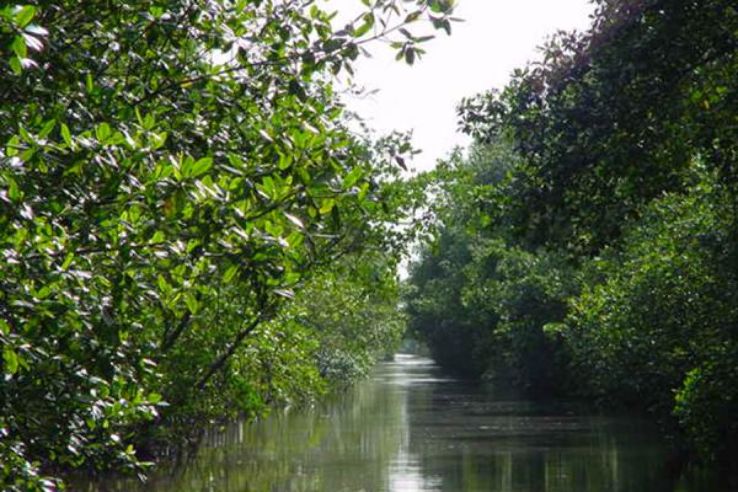 Caroni Bird Sanctuary Trip Packages