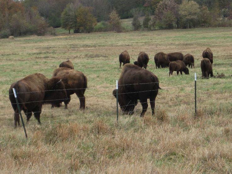 Shelby Farms Park Trip Packages