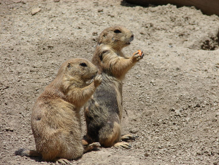 Utahs Hogle Zoo Trip Packages