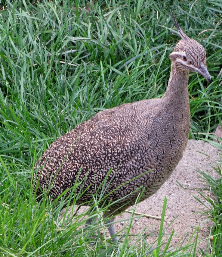 Tracy Aviary Trip Packages