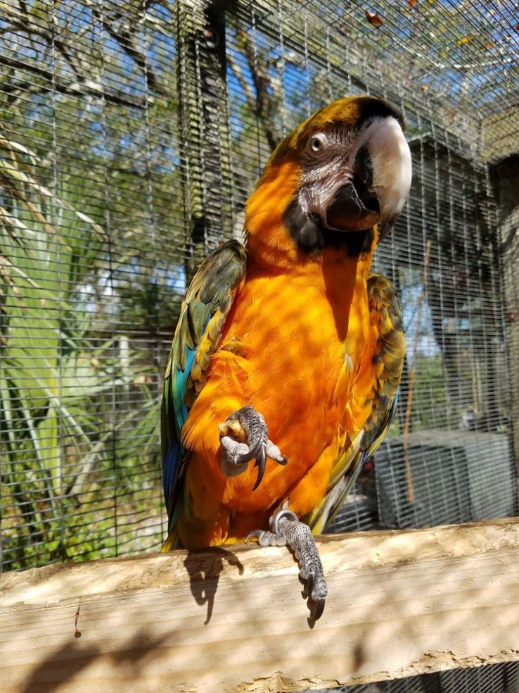 Bird Gardens of Naples Trip Packages