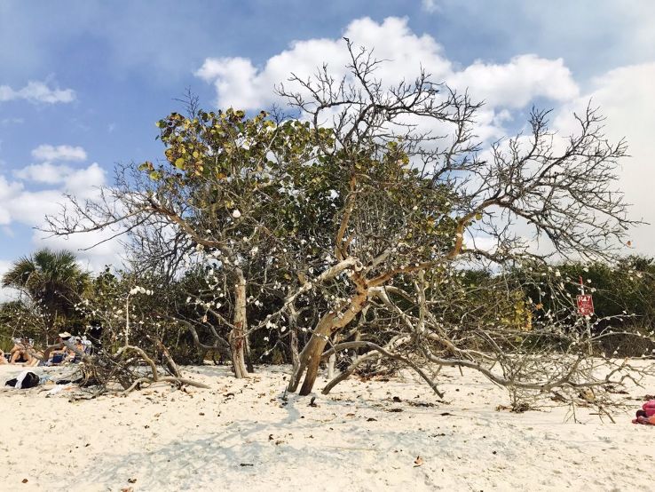  Delnor-Wiggins Pass State Park Trip Packages