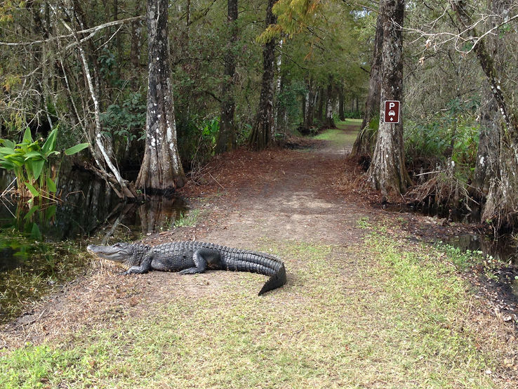 Bird Rookery Swamp Trip Packages