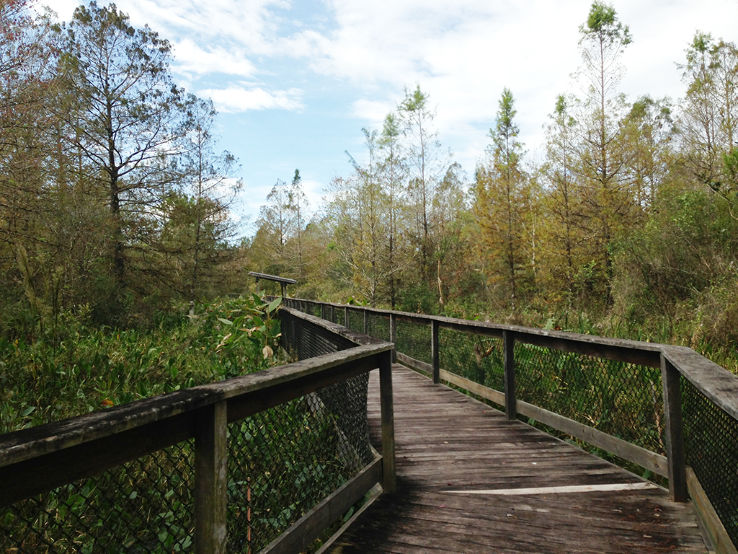 Bird Rookery Swamp Trip Packages