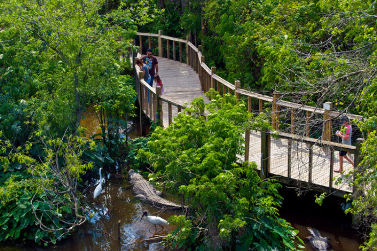 Bird Rookery Swamp Trip Packages