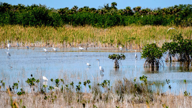 Ten Thousand Islands National Wildlife Refuge Trip Packages