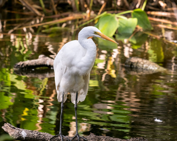 Ten Thousand Islands National Wildlife Refuge Trip Packages