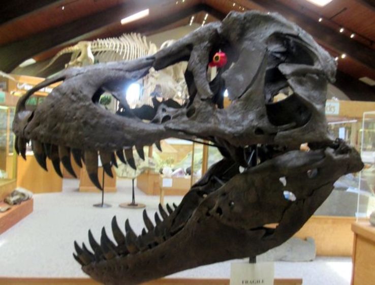 Tate Geological Museum Trip Packages