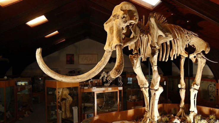 Tate Geological Museum Trip Packages