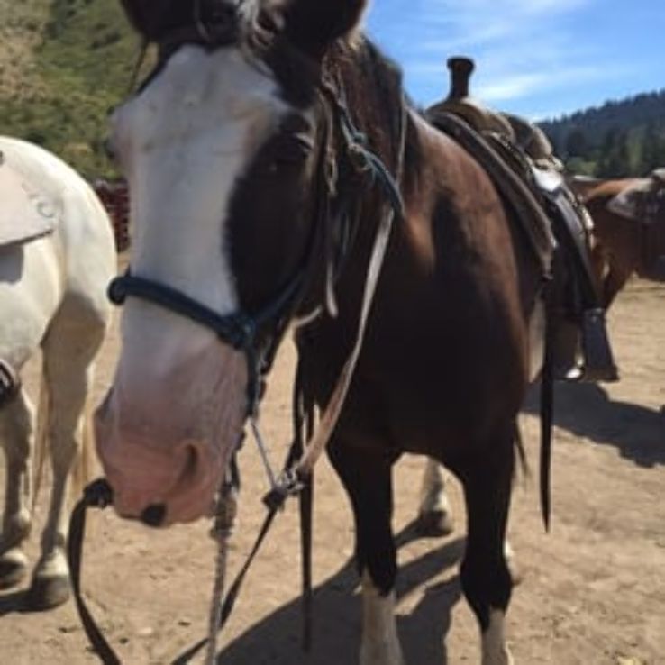 A-OK Corral Trip Packages