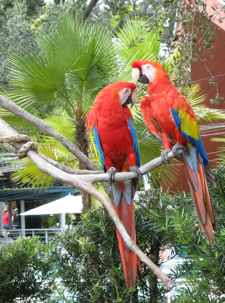 Busch Gardens Tampa Bay Trip Packages