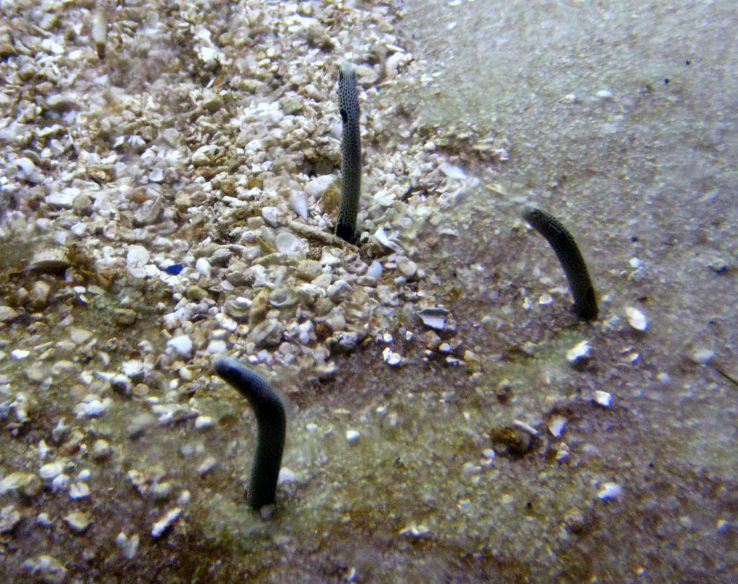 Florida Aquarium Trip Packages