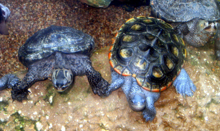 Florida Aquarium Trip Packages