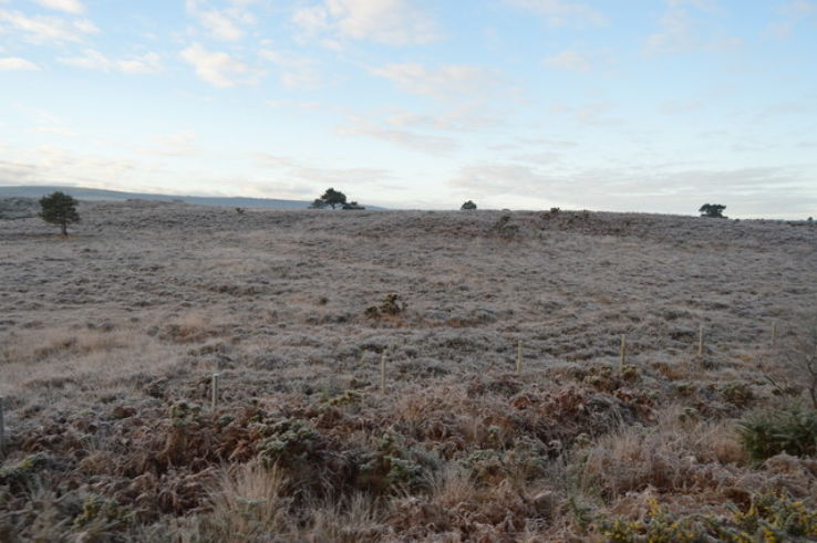 Studland and Godlingston Heath National Nature Reserve  Trip Packages