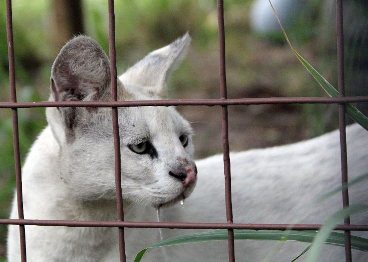 Big Cat Rescue Trip Packages