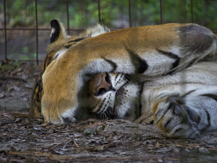 Big Cat Rescue Trip Packages