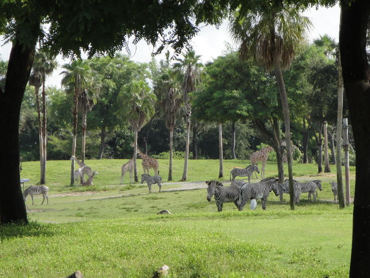  Busch Gardens Serengeti Safari Trip Packages