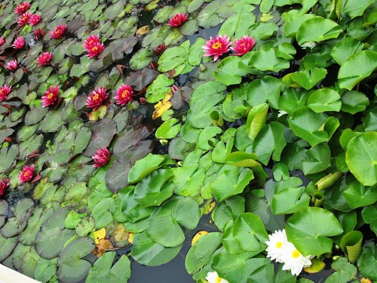 Zagreb Botanical Garden Trip Packages