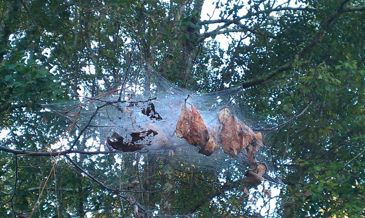 Lower Hillsborough Wilderness Preserve Trip Packages