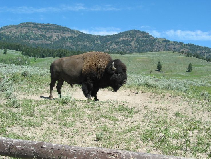 Yellowstone National Park  Trip Packages