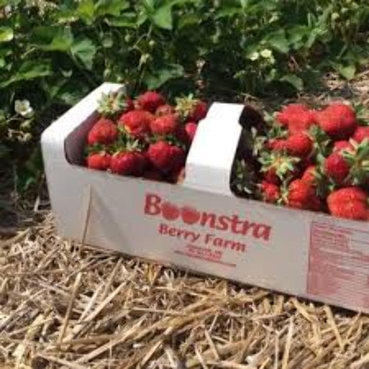 Boonstra Farms Trip Packages