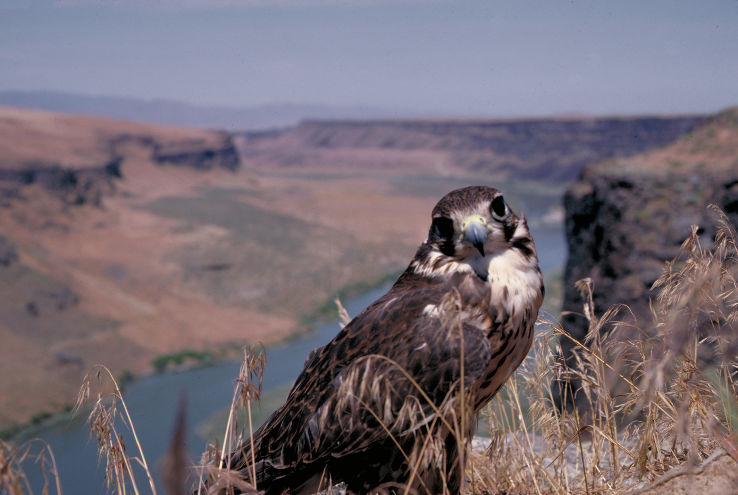 World Center for Birds of Prey  Trip Packages