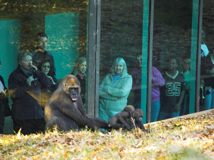 Zoo Atlanta Trip Packages