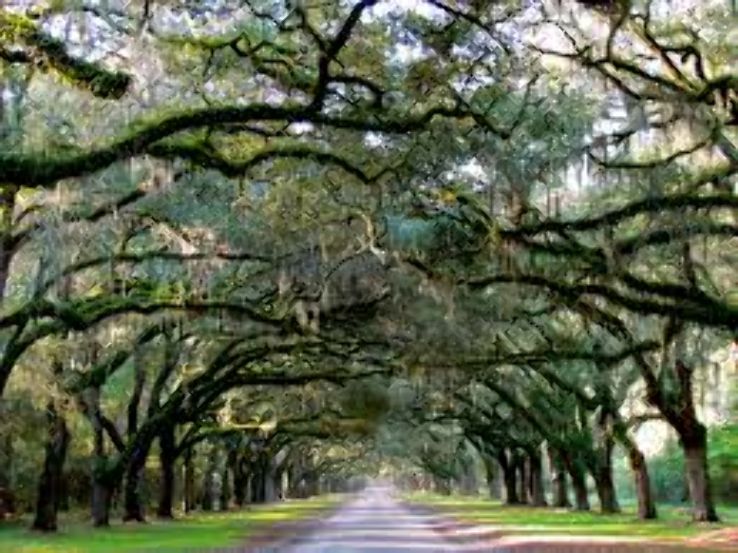 Wormsloe Historic Site Trip Packages