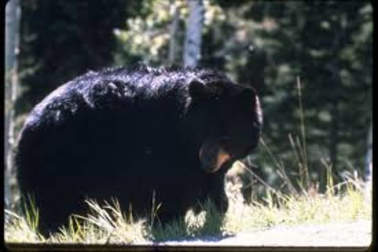 Yellowstone Bear World  Trip Packages