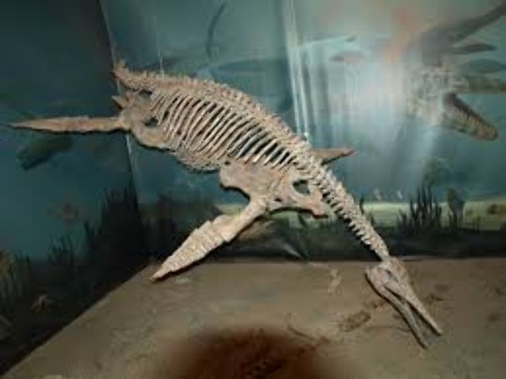 Canadian Fossil Discovery Centre Trip Packages